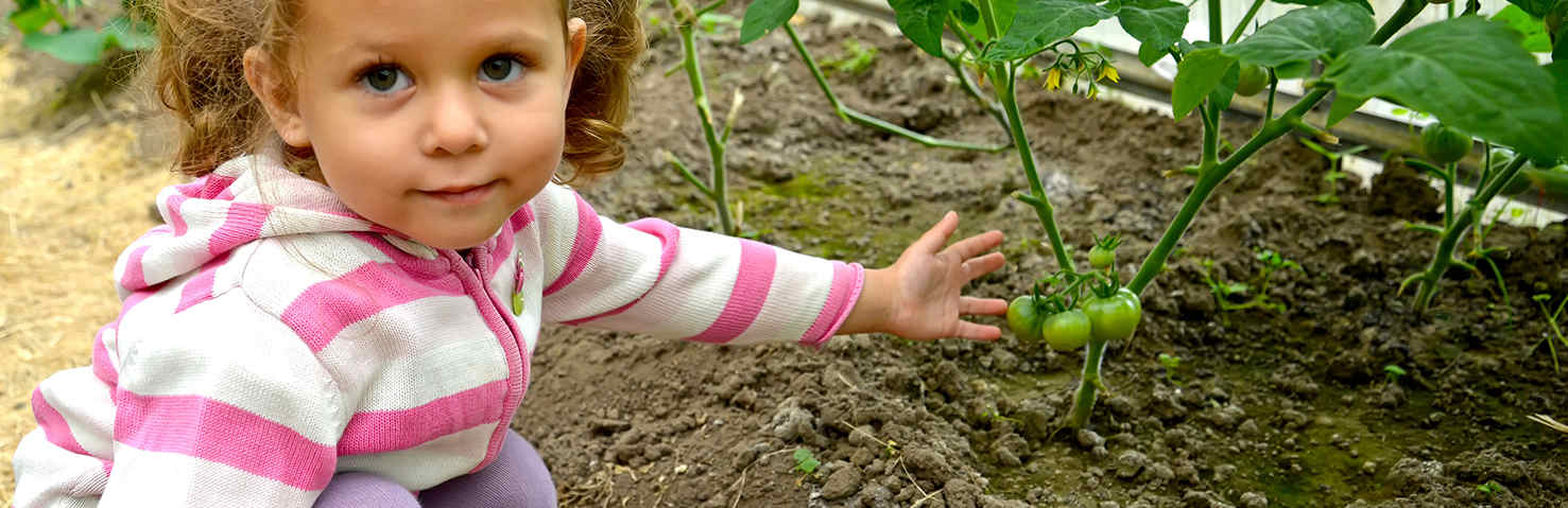 Little Girl growing tomatoes